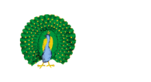 white, peacock